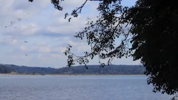 Ağacın arkasında su üzerinde akın kuşlar — Stok video