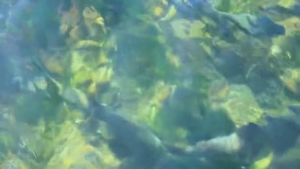 Vis onder waterige rimpelingen — Stockvideo