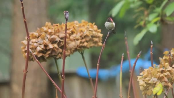 Minúsculo beija-flor senta-se em cima de hydragea que está dormente — Vídeo de Stock