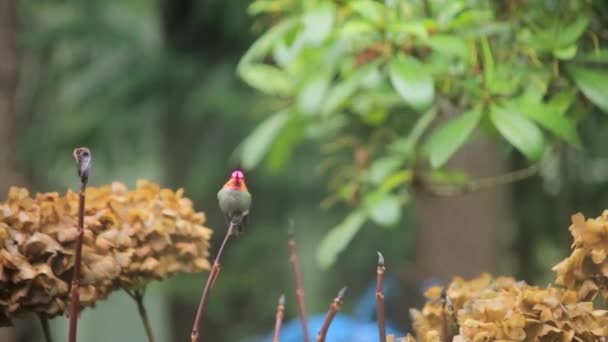 Kleiner Kolibri fliegt auf Pflanzenoberseite und fliegt dann wieder weg — Stockvideo