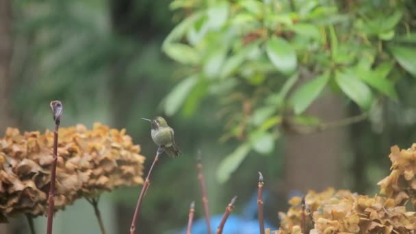 Hummingbird poops then looks around and flys away — Stock Video