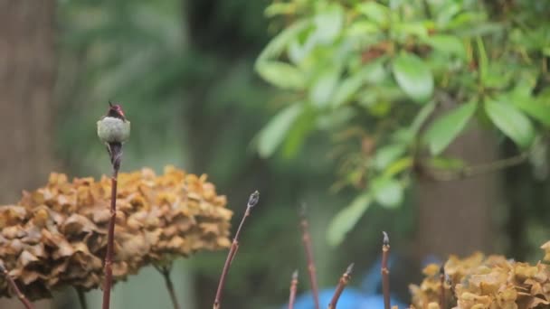 Wiggling little hummingbird looks around for rivals — Stock Video