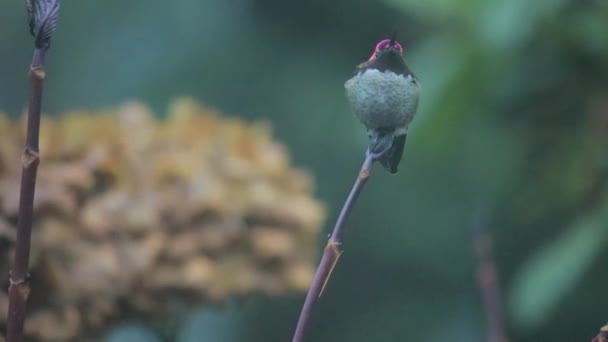 Primer plano colibrí mira a su alrededor y vuela lejos — Vídeos de Stock