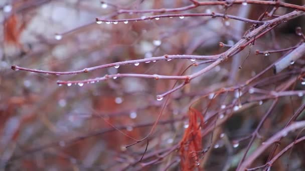 休眠红色冬灌木失去露珠时, 它移动 — 图库视频影像