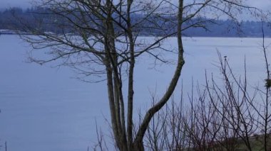 su kenarına yakın çıplak ağaca