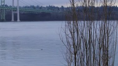 bir asma köprü altında yüzme mühürler