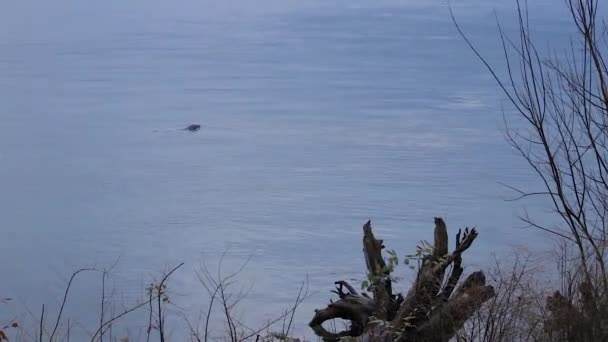 Seal Dicht Bij Kust Duiken Onder Water Zwemmen — Stockvideo