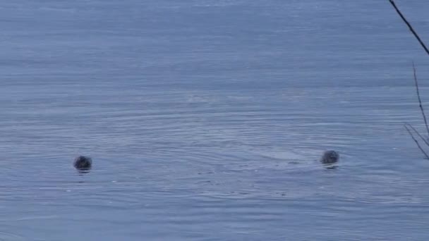 Дві тюлені, які заглядають над поверхнею — стокове відео