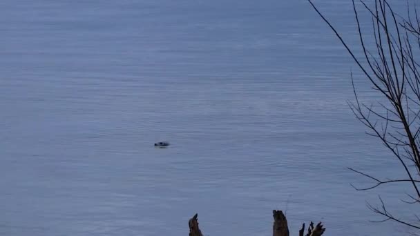 Тюлень ненадовго оглядається над водою — стокове відео