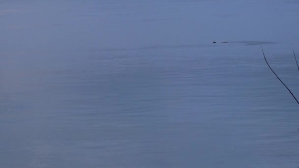 Phoque et un poisson viennent brièvement obove la surface de l'eau — Video