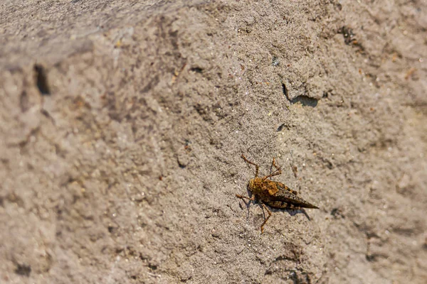 Gran saltamontes descansando sobre una superficie rocosa — Foto de Stock