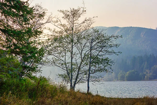 Raios de sol brilham através de árvores em um lago de montanha — Fotografia de Stock