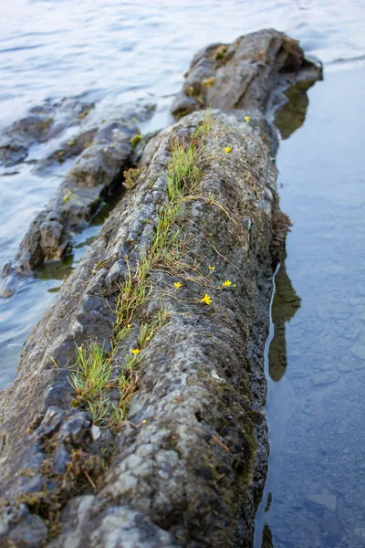 Rocky shoreline in summer along lake with moss — Stock Photo, Image
