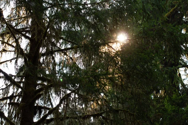 Φως λάμπει κάτω μέσω κορυφές των δέντρων του δάσους — Φωτογραφία Αρχείου