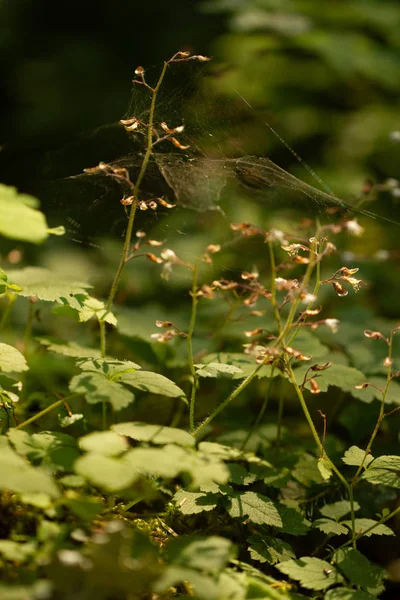 Spiderwebs form üzerinde geç yaz aylarında küçük kır çiçekleri — Stok fotoğraf