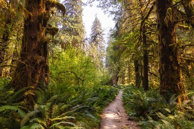 derin yaz ormana önde gelen parlak yeşil yol