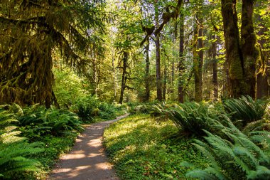 washington ormanda güneş ışığı sarı ve yeşil gösterir