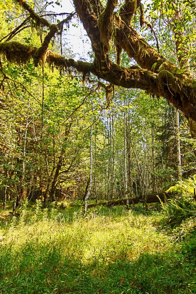 Ramas de árboles oscuros cubiertas de musgo sobre sotobosque de helechos —  Fotos de Stock