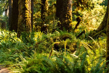hassas fern ve ağaçlar pacific northwest orman karşı