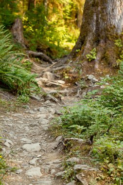 çakıl ve taş washington ormandaki orman yolu önde gelen