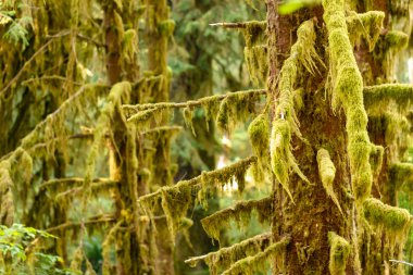 derin yeşil yosun ve ağaç gövdeleri katmanların
