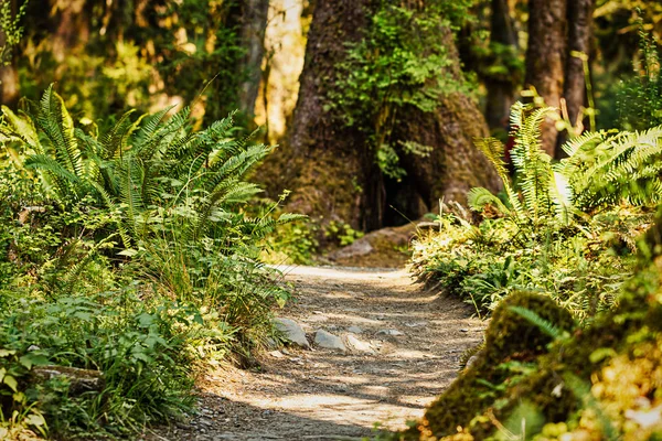 Ścieżka do paproci i lasu w pacific northwest — Zdjęcie stockowe