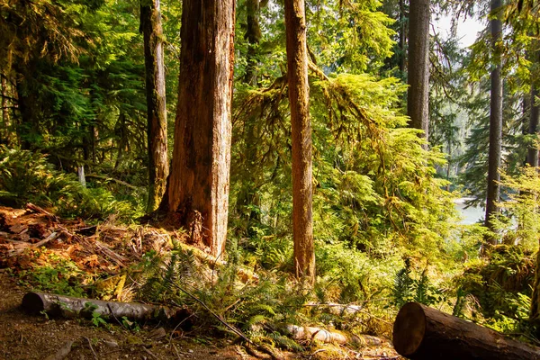 forested hillside with pines rising up to blue sky