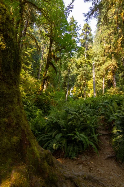 Sentiero forestale lungo il lato pacifico della foresta nord-occidentale — Foto Stock