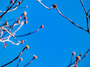 Erken Bahar dalları ve tomurcukları ile parlak mavi gökyüzü 