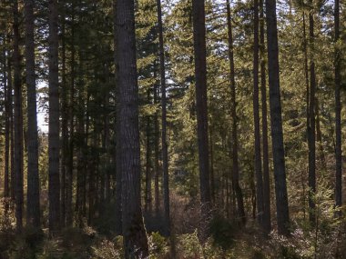 Gölge ve ışık orman kalın standı 