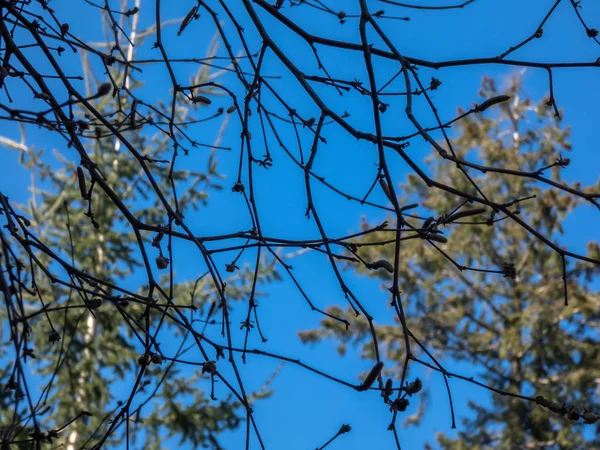 Groviglio di rami invernali sopra cielo blu e foresta lontana — Foto Stock