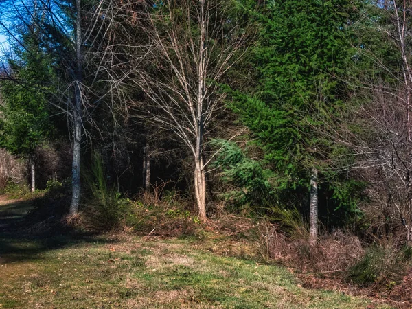 Трава и леса с легкими березами зимой — стоковое фото