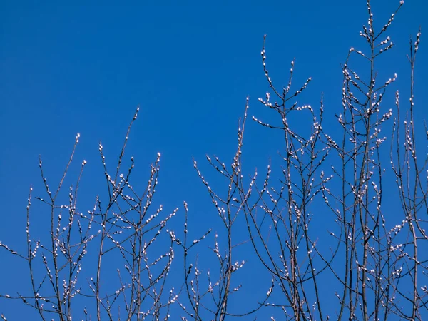 light buds form on tops of trees in early spring