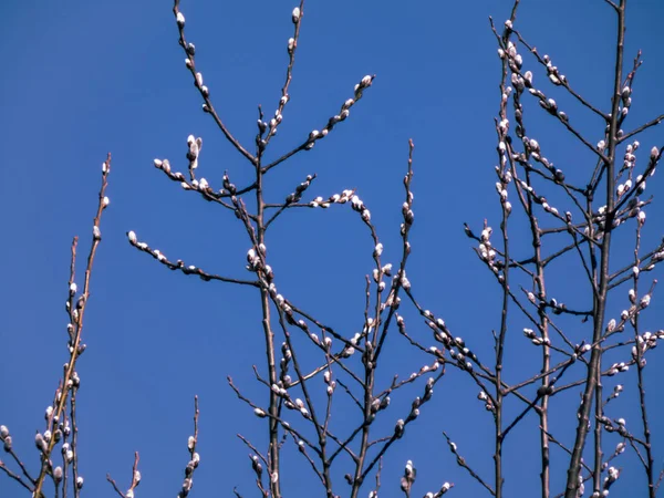 Brotes blancos tempranos se forman en las existencias de árboles en primavera —  Fotos de Stock