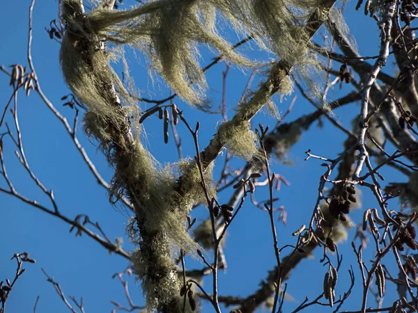 El musgo verde hermoso sopla sobre las ramas del árbol a principios de la primavera — Foto de Stock