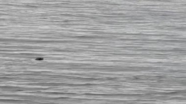 puget sound dalış aşağı sualtı Yüzme mühür