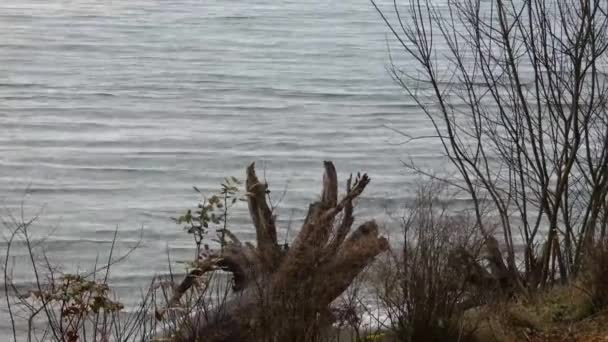 Troncos de madera a la deriva y árboles pequeños en la lluvia cerca del sonido puget — Vídeos de Stock