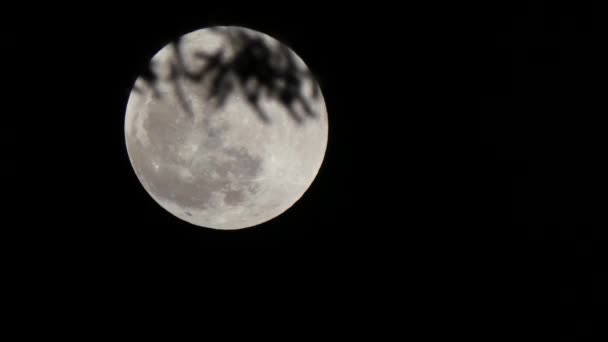 Ramas oscuras en la parte superior de la super luna llena en la noche — Vídeos de Stock