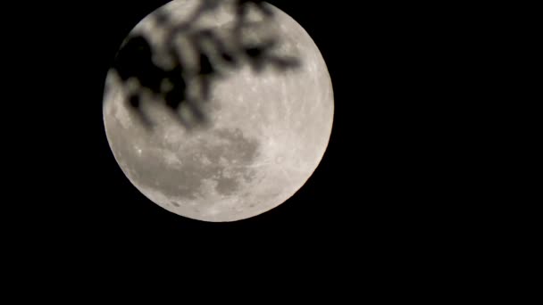 黑暗森林树枝背后的超级月亮 — 图库视频影像