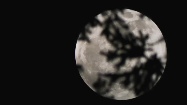 Mörka grenar i förgrunden med super moon bakom — Stockvideo