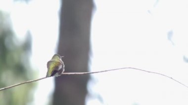 Göklerin izlerken küçük sinek kuşu ile orman kenarı