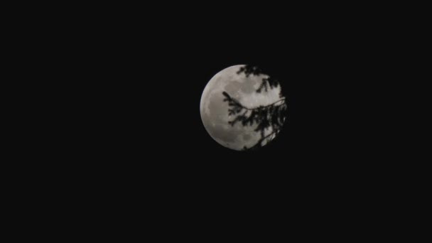 Branches sombres d'arbres forestiers avec lune derrière — Video