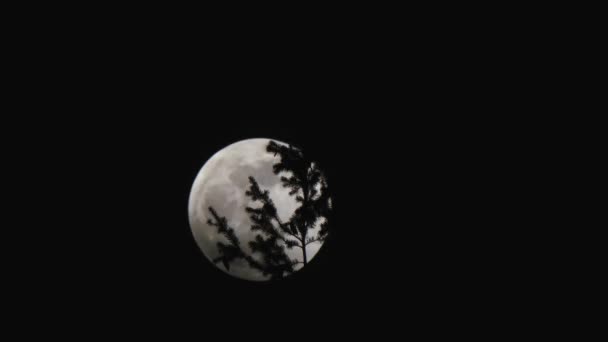 Ramas y eclipse bloquean parcialmente la luna — Vídeo de stock