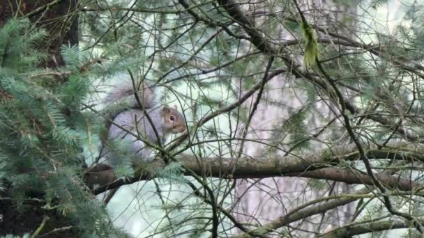 Squirrel sitting on branch with green forest branches around it — Stock Video