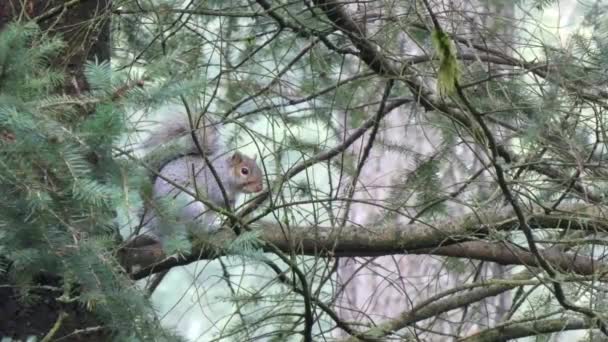 Large gray squirrel scratching himself on branch — Stock Video