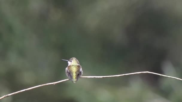 Colibrí sentado en una ramita mirando a su alrededor — Vídeos de Stock