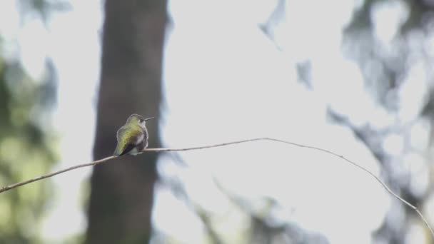 Small hummingbird up against white background at edge of forest — Stock Video