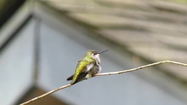 Roof sitting behind hummingbird on branch — Stock Video