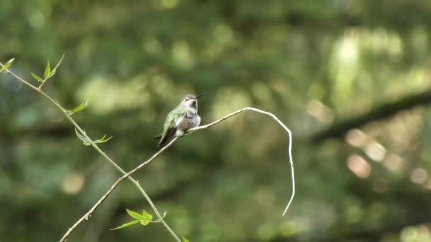 Pequeño colibrí sentado en la vid de madera en verano — Vídeos de Stock