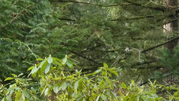 Kolibrie vergadering hoog in de boom op een takje — Stockvideo